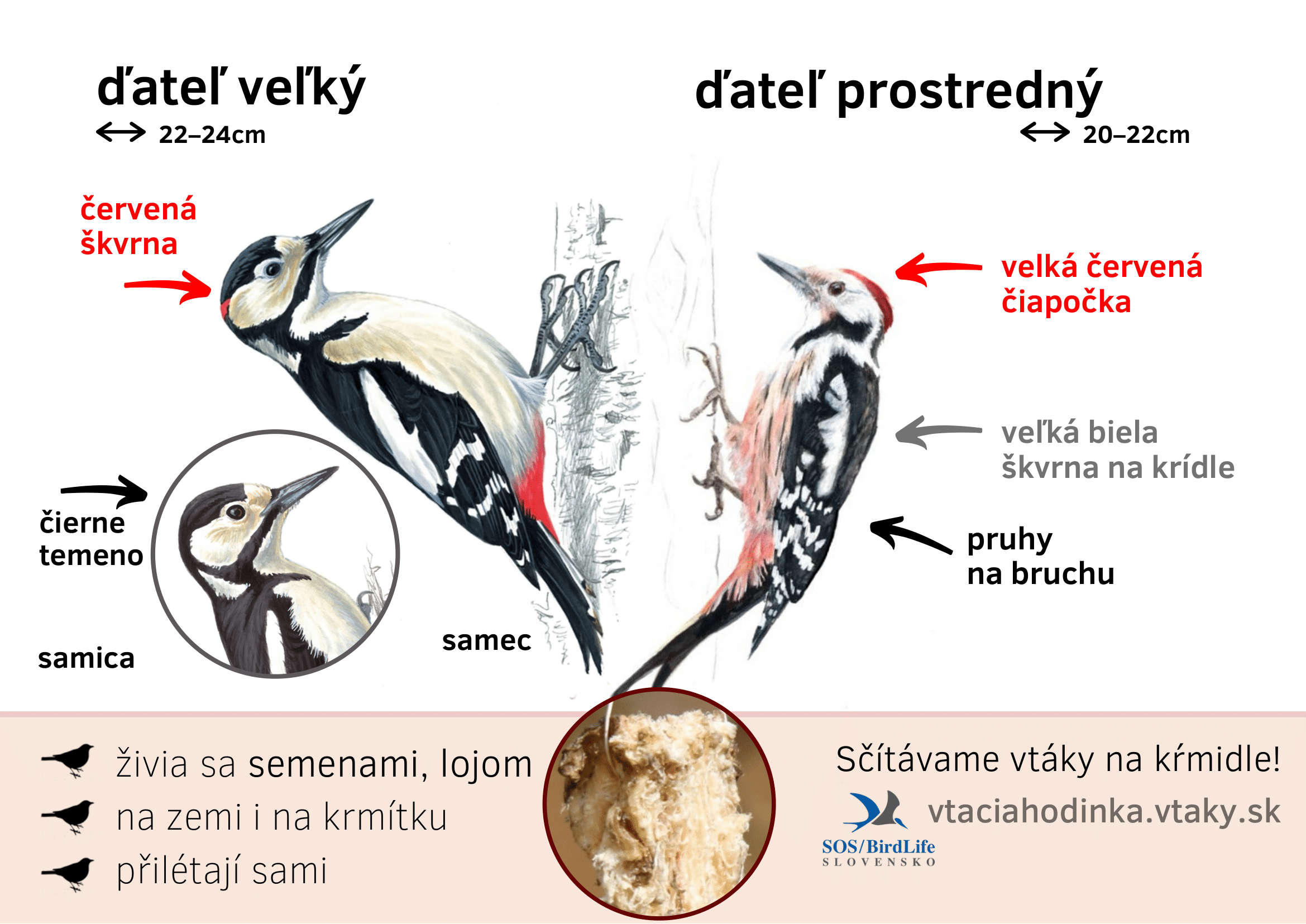 datle-1