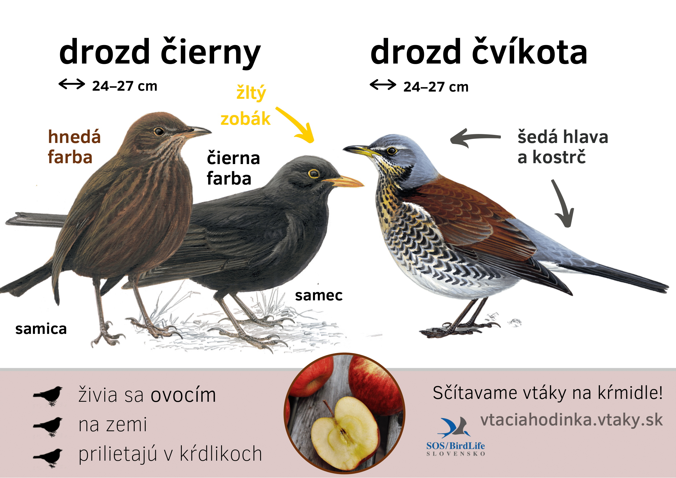 drozd-1